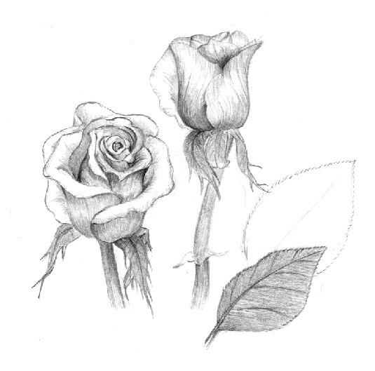 Sketch Of A Rose Pencil Drawing Zimbio