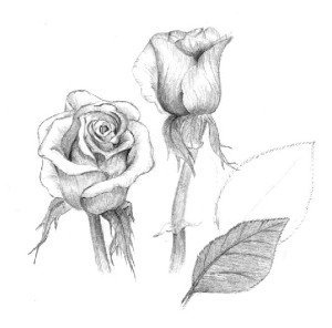 بقلم الرصاص  Rose-pencil-drawing-02