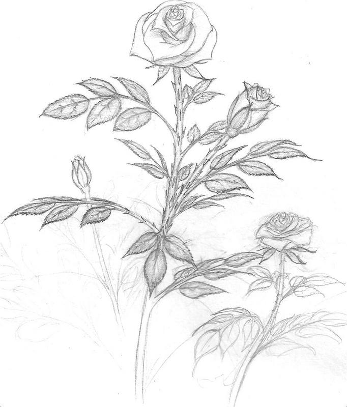rose drawings black and white. Rose Drawings In Pencil.